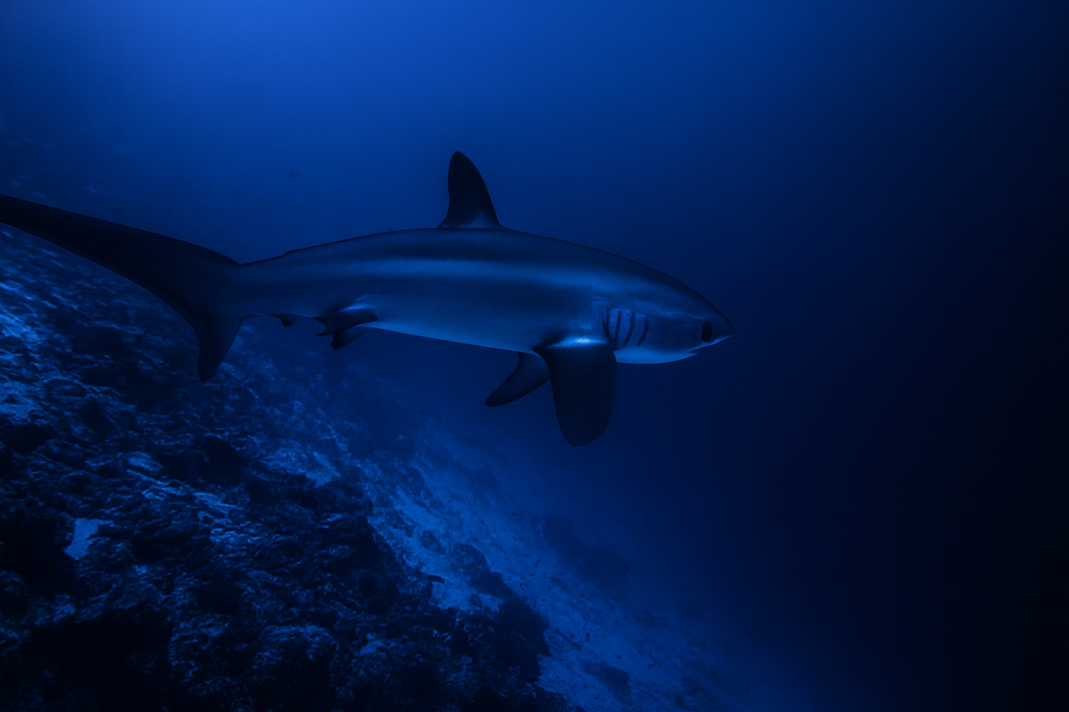 Pelagic thresher shark in Fuvahmulah