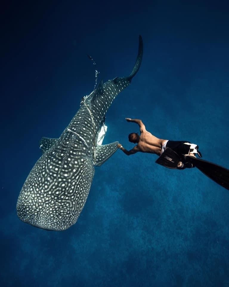 Oceanic manta ray near Fuvahmulah