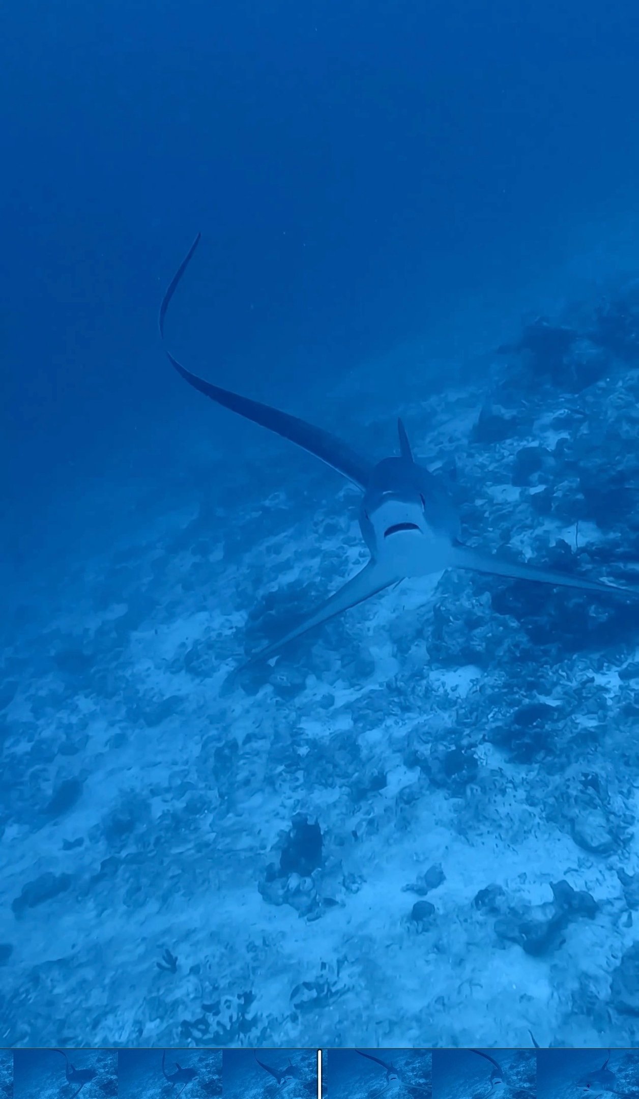 Whale shark in Fuvahmulah waters