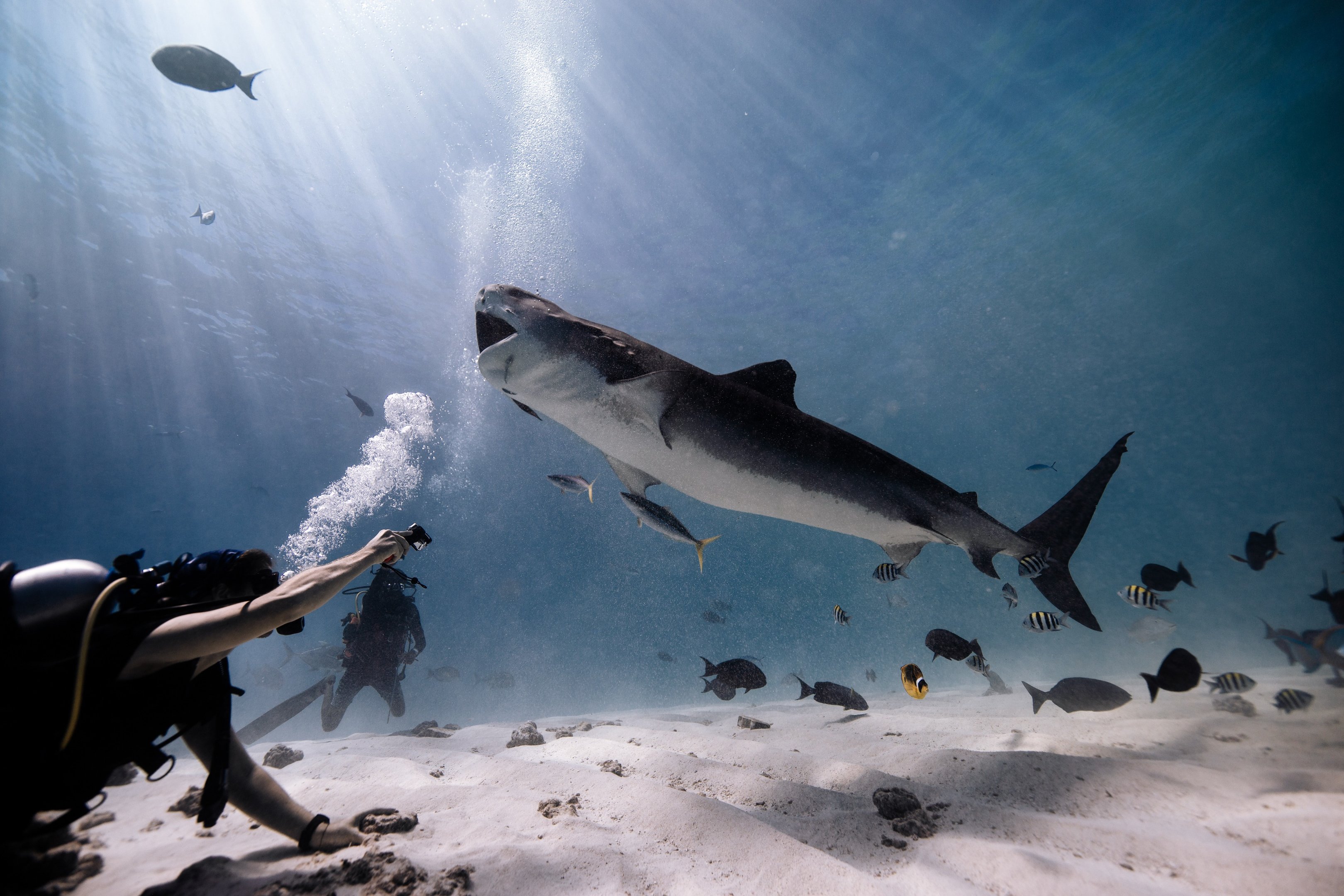 Tiger shark encounters in Fuvahmulah