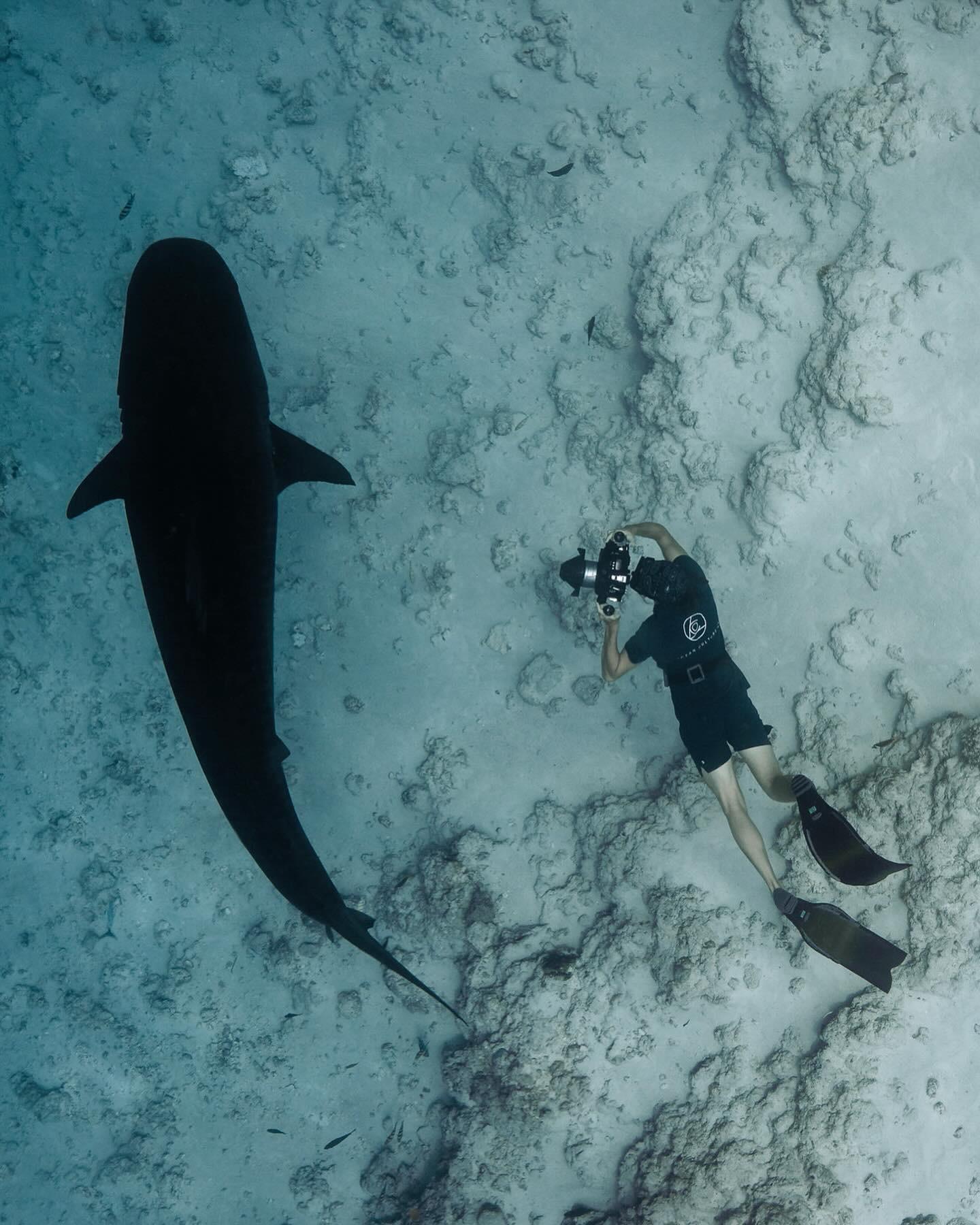 Tiger shark in blue water