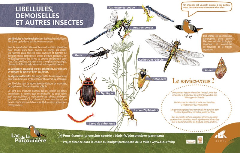 Parcours biodiversité Lac de la Pinçonnière