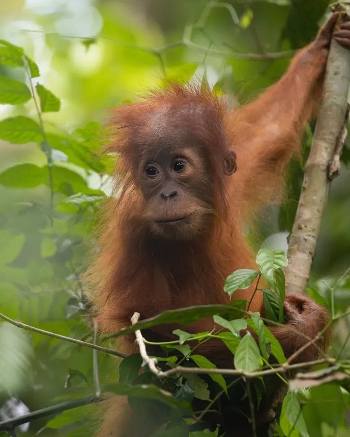 Half-Day Trek with a clear view of an orangutan
