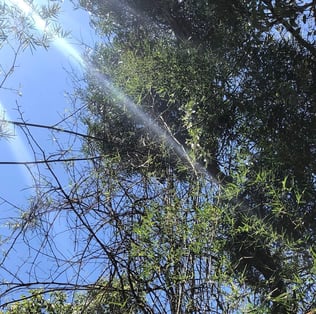 Šiandien tinkama diena gyventi