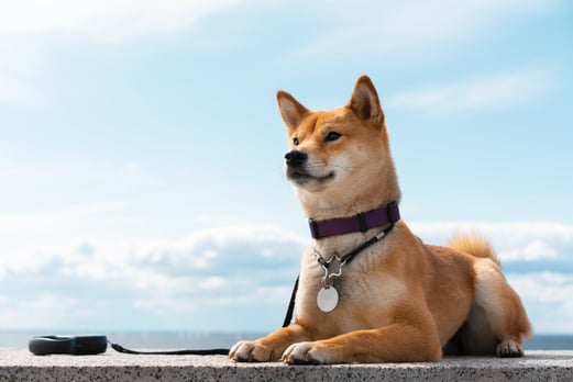 a cute shiba inu dog sitting on a stone bench with a pet tag on its collar