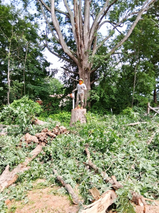 Arborist standing on a tree stump surrounded by fallen branches after a complete tree removal servic