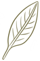 Dessin d’une feuille