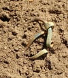 A bronze, circular Iron Age brooch protruding from sandy soil.