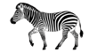 uma zebra