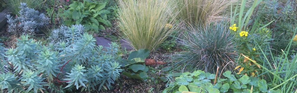 stipa, festuca, euphorbia, lavandula on a green roof