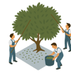 Workers using poles to traditionally harvest olives from an olive tree onto a ground net