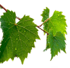 Vigne, amboise, Vallée de la Loire