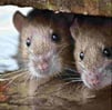 Rodents in Cavities throughout your home