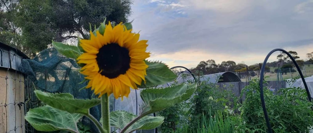 A bright sunflower in a garden on a cloudy day representative of mental resilience training.