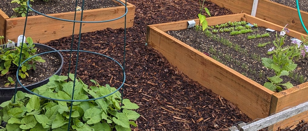 Garden with raised beds