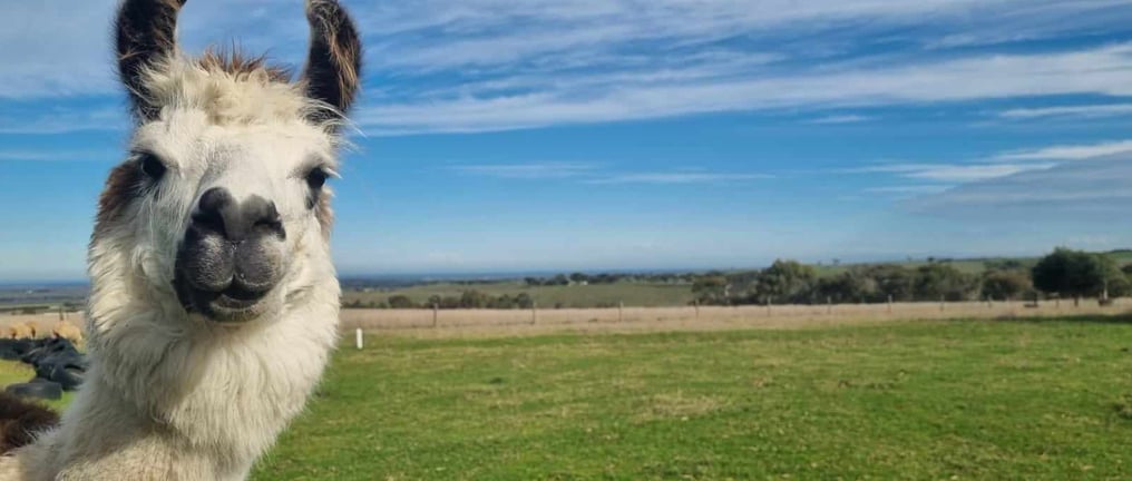 A lama observing the photographer without interaction, similar to the experience of hypnosis.
