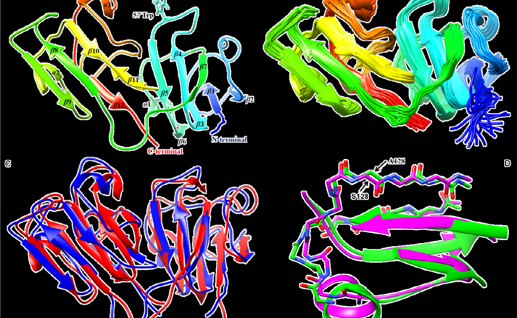 Structural details of human γS-G57W
