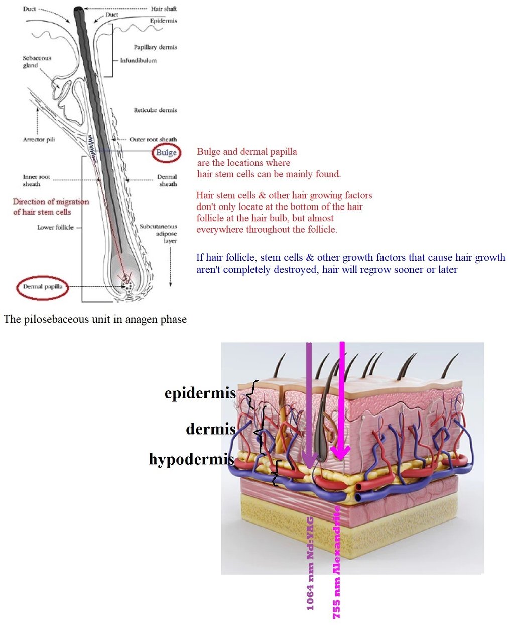 anagen hair follicle