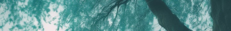 An image of a section of a tree with a blue hue