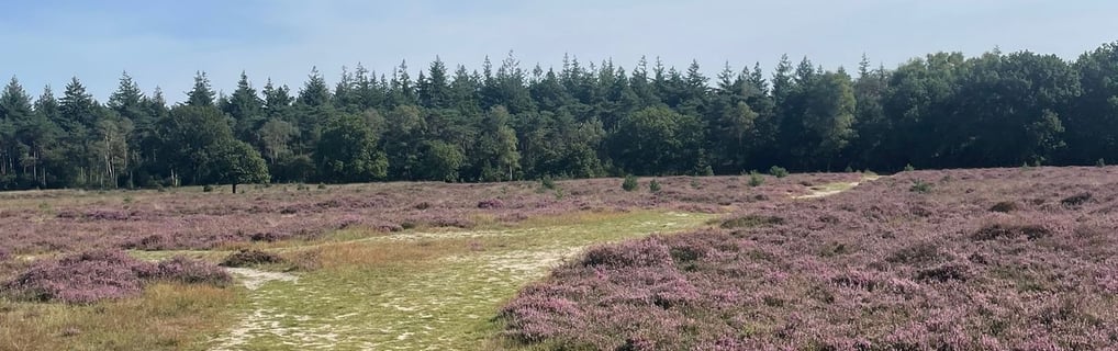 Utrechtse Heuvelrug Romantische wandeling