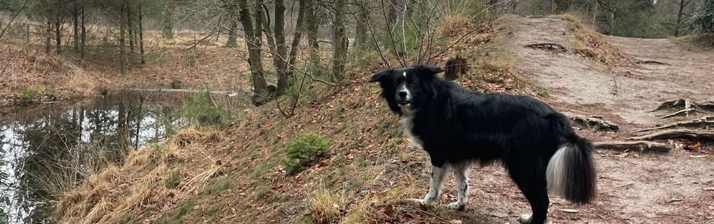 Lage Vuursche na regenval