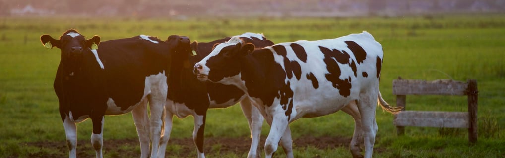 Livestock