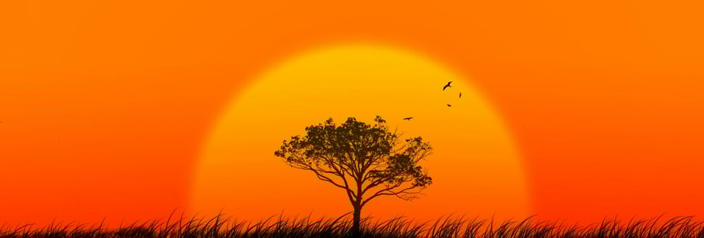a lone tree in the middle of a sunset