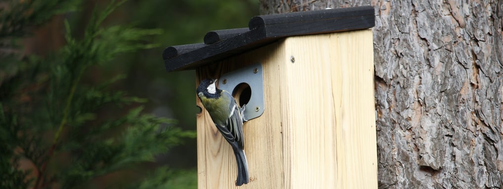 Mésange charbonnière