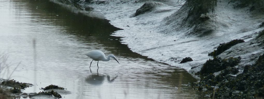Aigrette garzette