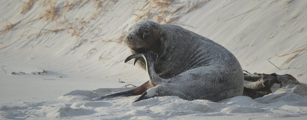 Sea lion
