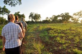 walking safari with expert guides