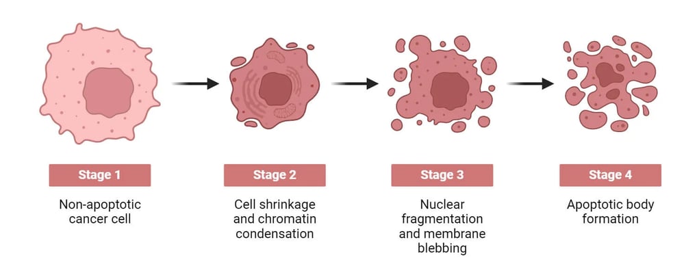 apoptosis