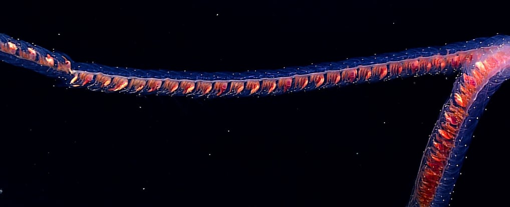 siphonophores.jpg