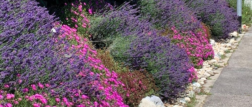 a row of purple flowers in a garden