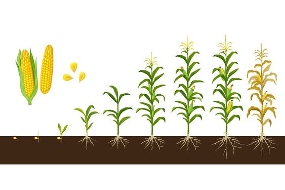 Stages of Maize Life Cycle from seed to Grains