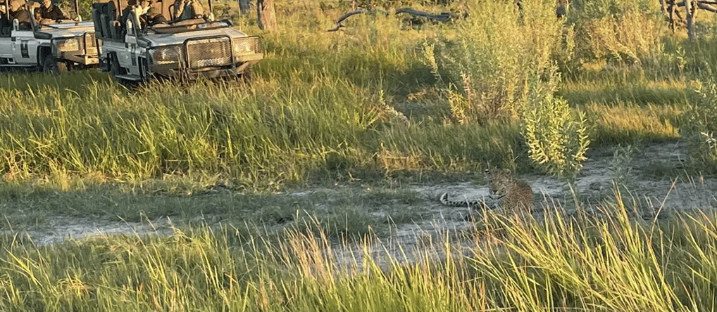 An image of a safari trucks with passengers in botswana