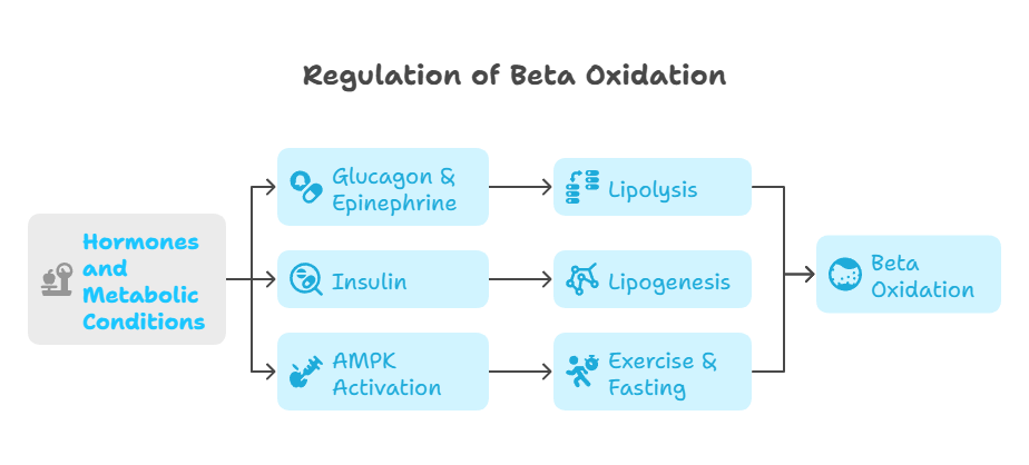 beta oxidation regulation