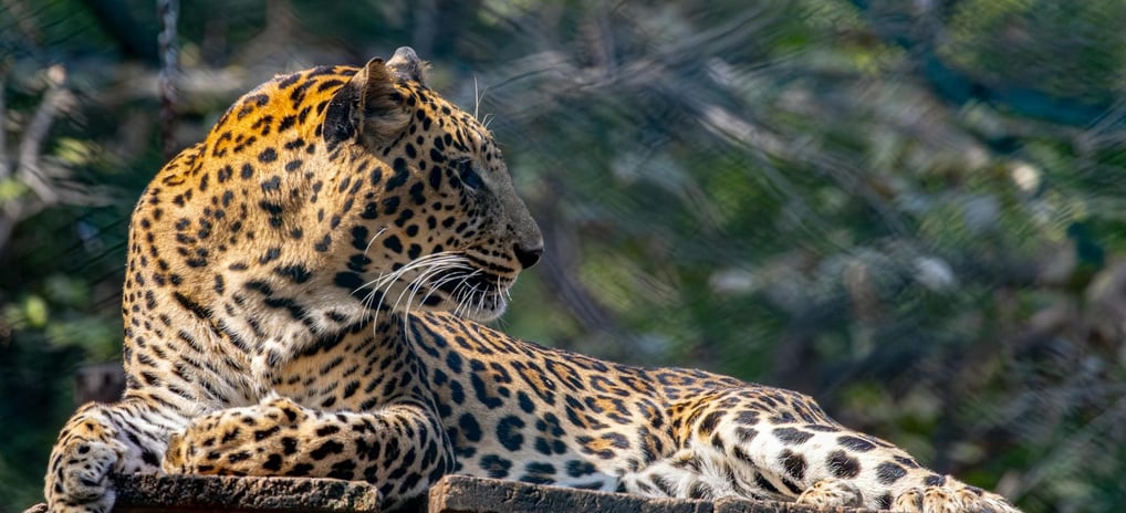 Zoologico