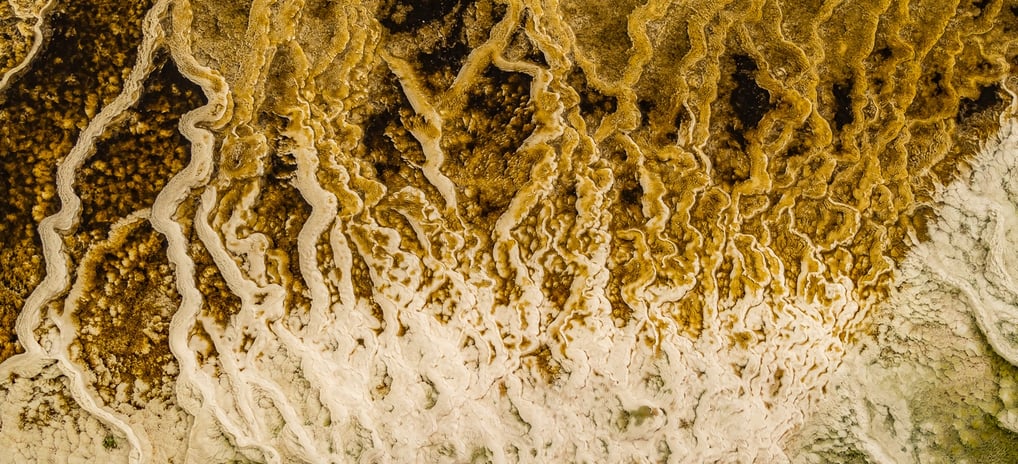 a close up of a colony of yellow bacterias in a hot spring