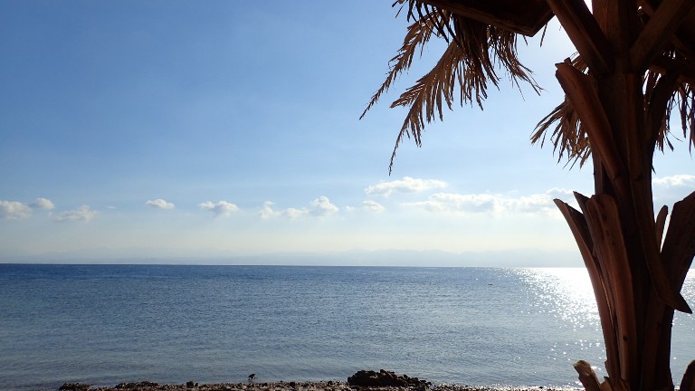 a palm tree in the middle of a beach