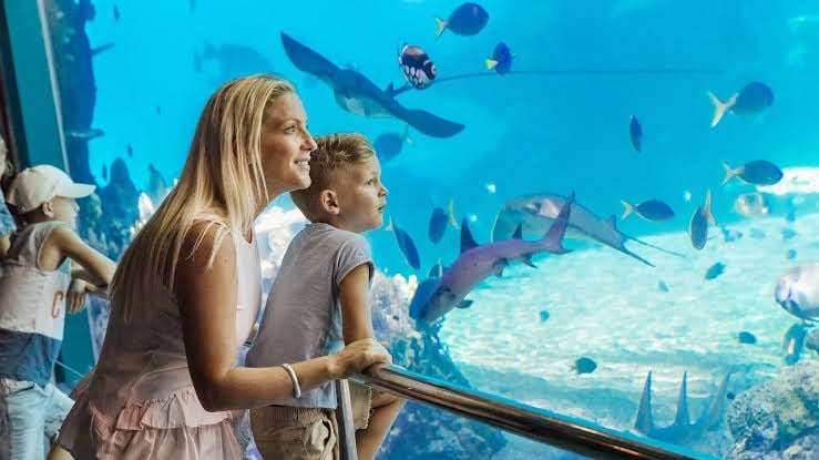 Sea world and Dream World Gold Coast top5 tourist attraction in gold coast