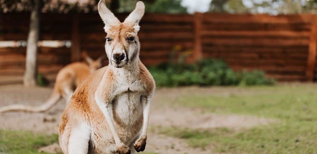 Currumbin Wildlife Sanctuary Top 5 tourist attraction kangaroo