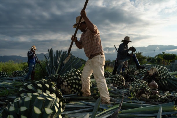 Jimadores trabajando el agave listo para ser trasladado a la fabrica para producir el tequila