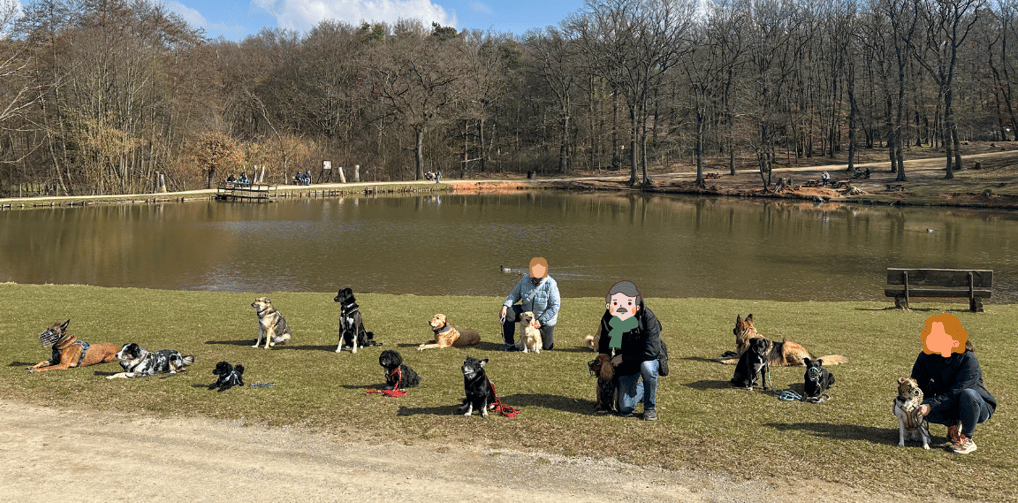 Social Walk Düren - Gruppenfoto mit 15 Hunden
