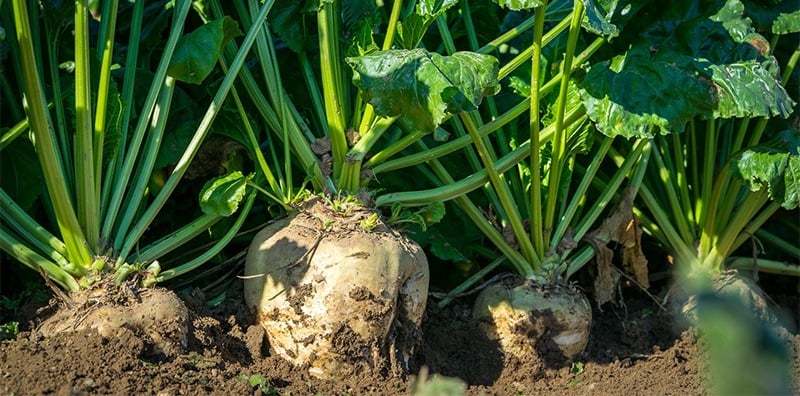 chicory