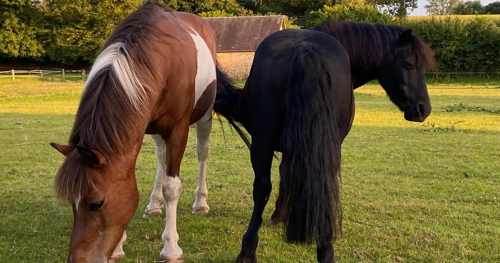 Deux beaux chevaux dans un pré