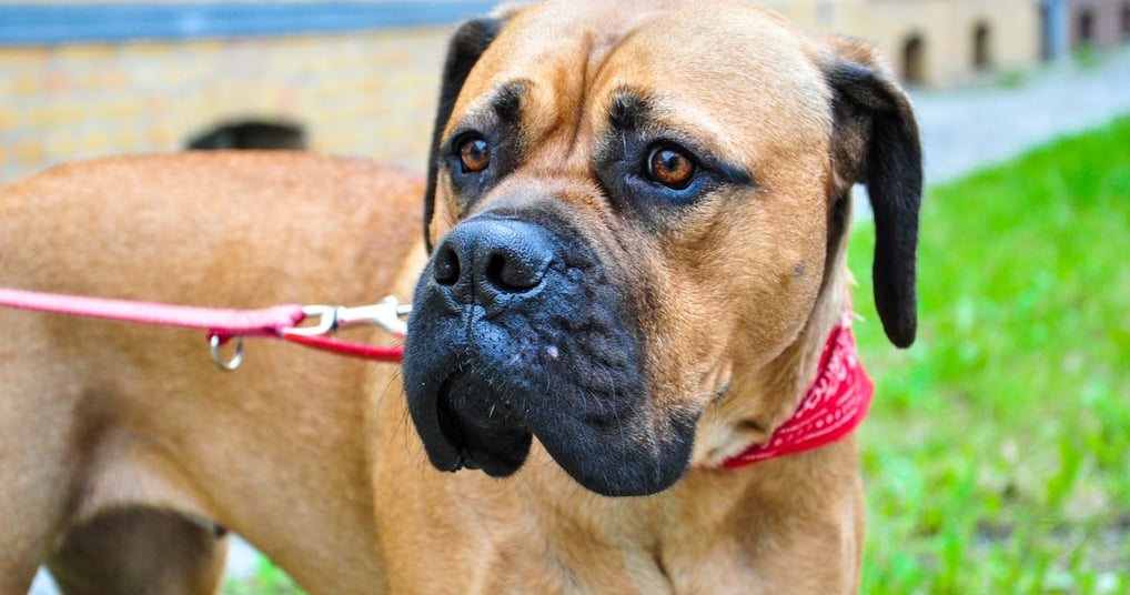 Bullmastiff Best guard dog in the world