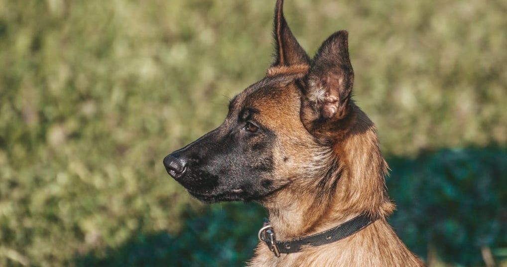 Belgian Malinois Best guard dog in the the world