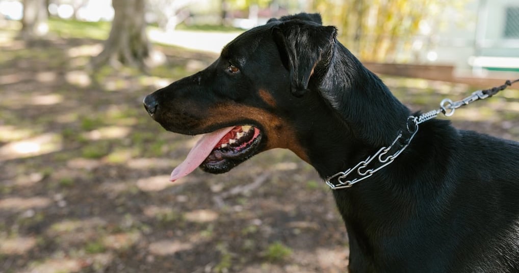 doberman pinscher Best guard dog in the world