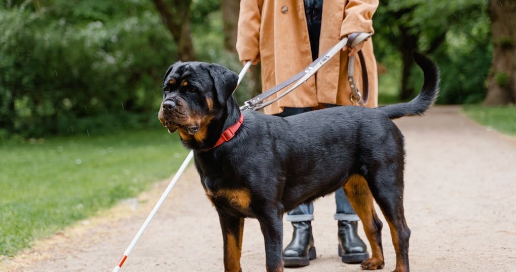 Rottweiler best guard dog in the world
